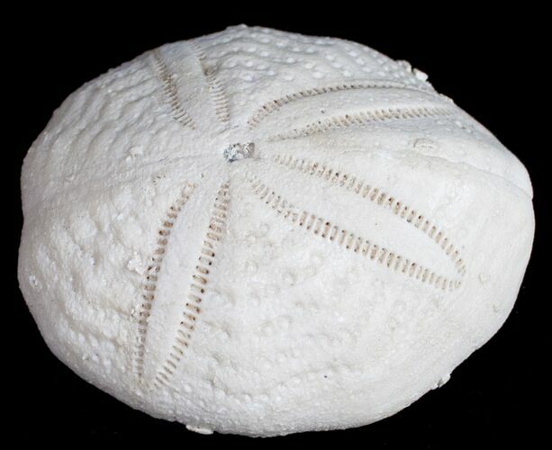 Fossil Sea Urchin From Florida - Lab Prepared #9926